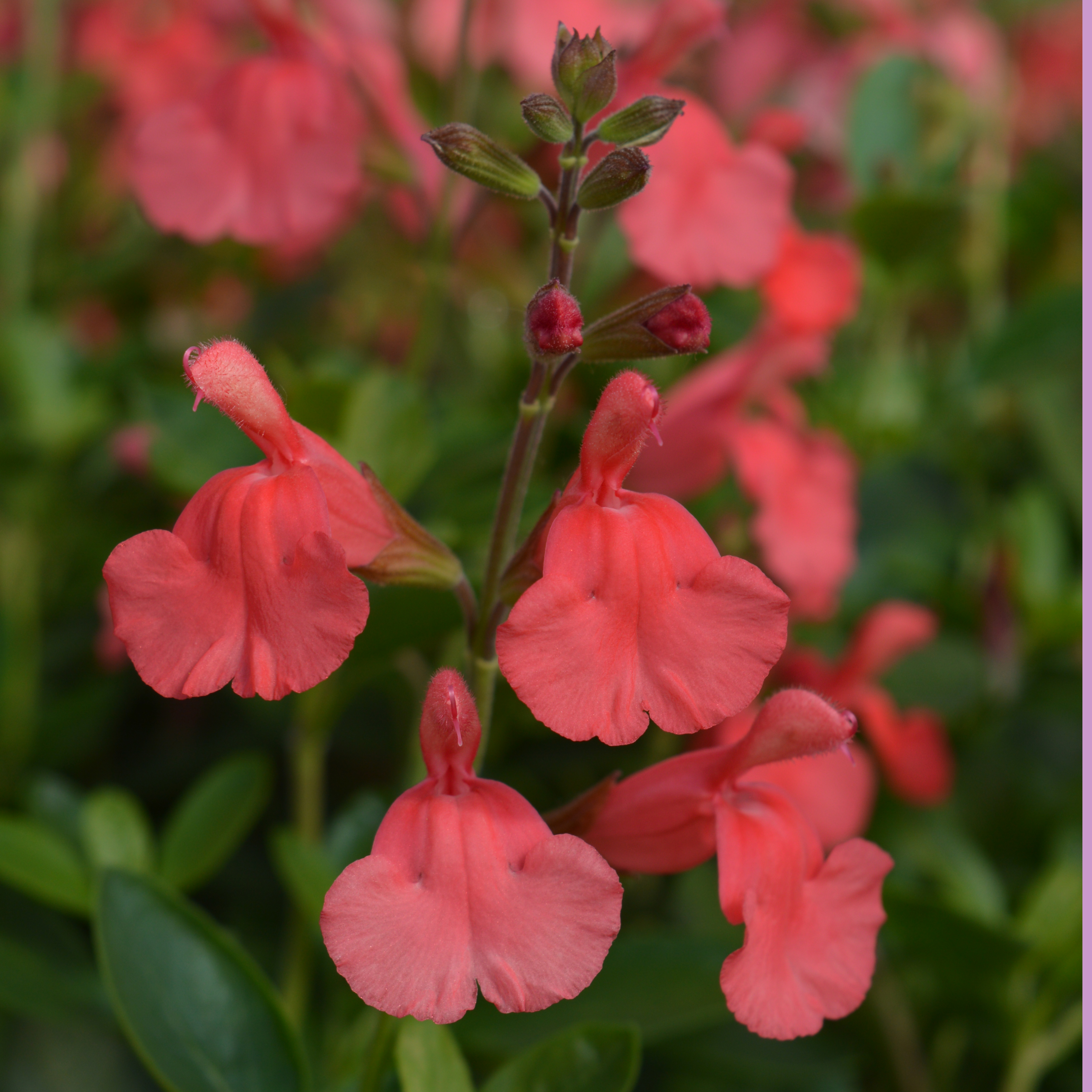 Salvia Peach Cobbler